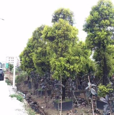 廣州市鑫善園林綠化工程施工 以細節成就卓越，用影像記錄匠心